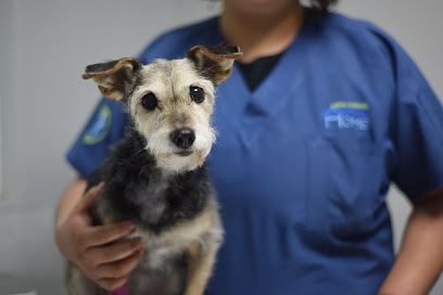 Hospital Veterinario Animal Home Pedregal 24 Horas